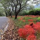 화개십리벚꽃길 이미지