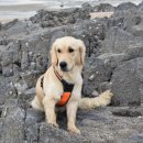 리버동물의료센터 이미지