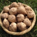 긴뿌리농장 이미지