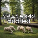 늘솔길공원입구 | 인천 늘솔길공원 양떼목장 입장료 주차장 이용 팁 총정리