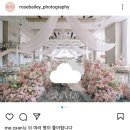📸본식 스냅 13곳 비교 추천! 로즈베일리 최종 선택 &amp; 대표 지정 후기