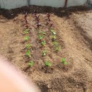 김덕수농장 이미지