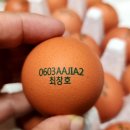 봄양계장 네이버블로그