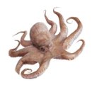 착한낙지 이미지