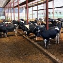 두건목장 이미지