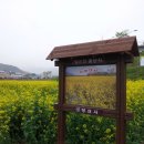 [경남 양산] 4월20일 (토) 양산천 유채꽃 트레킹 이미지