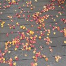 광림횟집 | 2025년 11월의 정리📑