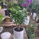 옥산농원 | 청주 오창꽃집｜결혼기념일 선물로 선택한 녹보수 테이블 화분 옥산 배송 후기