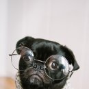 교대안경 이미지