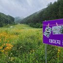 패랭이꽃의 저항 | 정선 백운산 마천봉(21. 7.10)