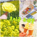 오월애네일 | 포항 호미곶 유채꽃 개화현황 + 프리마켓 다녀온 후기