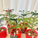 (12/19)크리스마스 미니트리 이미지