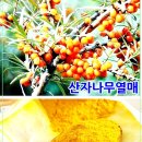 비타민(VITAMIM) 이미지