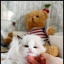 아담스펫 강아지분양 고양이분양 강남점 이미지