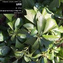 수호초 Pachysandra terminalis Siebold &amp; Zucc. 이미지