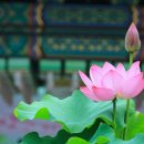조화로이