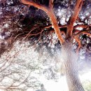 피끝마을 이미지