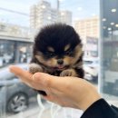 고양이 분양 미용 호텔 캣챱 천안점 | 세종강아지분양 베베펫 NEW