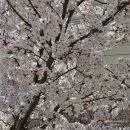 해랑집밥 | 4월 2주 봄날 주말 먹부림 대전댁 일상 기록