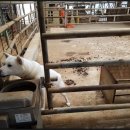 야곱한우농장 이미지