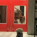 오렌지 애견카페 이미지