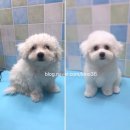 59펫살롱 이미지