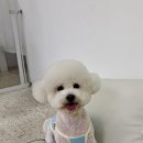 수수펫살롱 네이버블로그