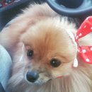 세상 편하개 이미지