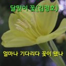 달맞이꽃