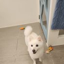 모니카애견 이미지