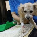 초로동물병원 이미지