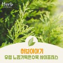 허브이야기 네이버블로그