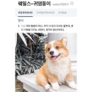 웨일스-귀염둥이 이미지