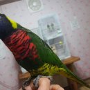 레인보우 앵무 이미지