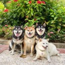 귀여워 강아지 이미지