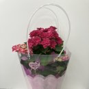 아울렛디씨마트