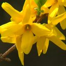 개나리공원 앞 이미지