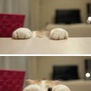 고양이발 이미지