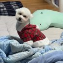 맘스펫살롱 강아지미용 애견샵 | 화명동 강아지 미용 스트레스 최소화 라무라무펫살롱 몽이 미용 후기