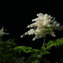 철문봉 Daum카페