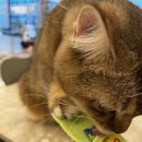 순한고양이 이미지