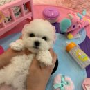 몽슈슈 강아지 이미지