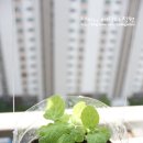 애플민트 - 안양시 동안구 호성로 31-5 | 애플민트