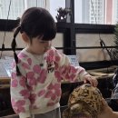 미어캣인더시티 이미지