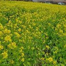 유채약국 이미지