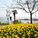 신평공원 | 부산 신평소공원 수선화 여전히 가볼만한곳