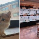 도그마루 고양이강아지 청주점 이미지