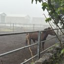 팜팜스테이 | [제주도 조천] 초원뷰 말이 있는 가성비 좋은 펜션 팜팜스테이 102호
