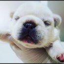 온마음 동물메디컬센터 이미지