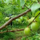 아치실마을 이미지